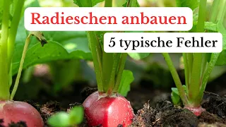 5 typische Fehler, beim Anbau von Radieschen! 🌱