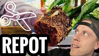 How to Repot a Snake Plant