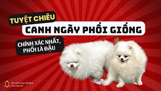Hướng dẫn canh ngày phối giống cho chó chính xác nhất | Bánh Bò Pomeranian Vlog #7