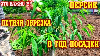 ЛЕТНЯЯ ОБРЕЗКА ПЕРСИКА в год посадки!!!Результат обработки от хлороза!!!