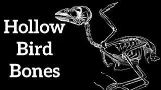 Hollow Bird Bones - Adaptations for Flight