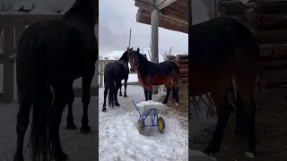 ПРОИСХОЖДЕНИЕ ОЛИВКИ🐴 #деревня #жизньвдеревне #русскаядеревня #конюшня #лошади #ферма