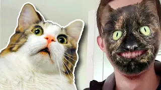 Pets React To Cat Filter Compilation 🙀