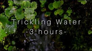 3 Hours of Trickling Water Sounds | Running Water  | Dripping Water  | Pure Nature