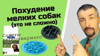 Как похудеть собаке