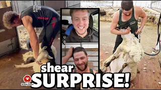 A SHEARING DAY SURPRISE!!  | CHARLIE finally met CAMMY!! (he was so happy!!) | Vlog 628