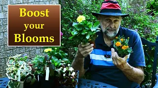 Planting Annuals  - Tricks I Use to Get More Blooms