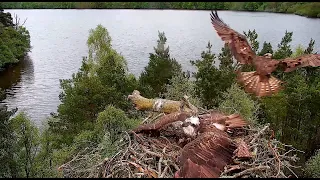 Female Osprey Defends Nest for an Hour - (Loch of the Lowes Osprey Webcam 2023)