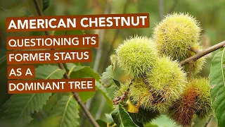 American Chestnut — Questioning Its Former Status As A Dominant Tree