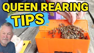 Beekeeping | Practical Tips On Raising Your Own Queens