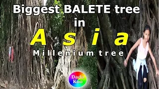 Part - 5, BALER, Aurora tour/sightseeing 2019. Millenium tree, Brgy. Quirino, Aurora Province