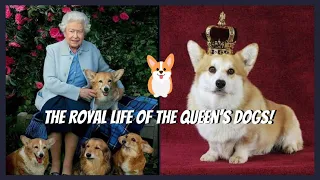 The Royal Life Of The Queen's Dogs!