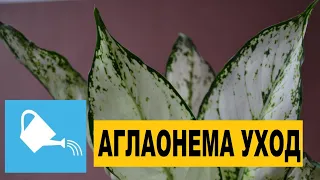 Аглаонемы уход: Грунт, полив, причины появления пятен и желтых листьев