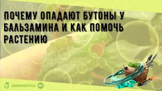 Почему опадают бутоны у бальзамина и как помочь растению