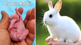 Baby Rabbit Growing Up, Cute Rabbit Growth, Baby Animal Growing Up