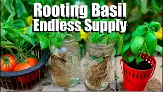 How to Root Basil from Cuttings in Water for an Endless (FREE) Supply 🌿