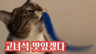 뱀 잡는 고양이