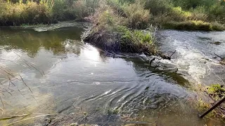 BEAVER DAM REMOVAL |  I THINK I MET THE BIGGEST ONE!