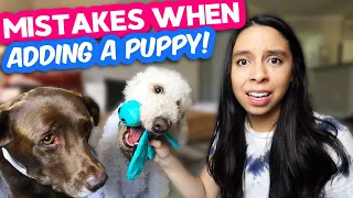 Socializing puppy with older dog 👉 10 hacks for multiple pets!!! 🐶 Part 1 of 2