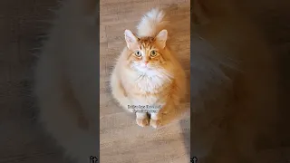 his screm sounds like the voice of an angel 😂🧡 #animals #cat #cute #purrfect #catsrule #funnypets