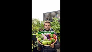 Balcony Harvest beginning of Autumn