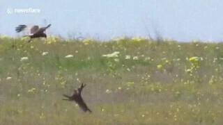 Кролик против орла