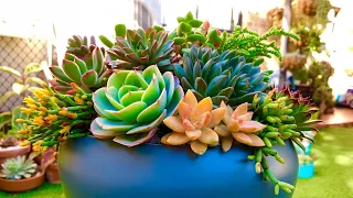 Succulent Arrangement Layering Technique