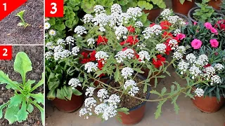 KNOW HOW To GROW Candytuft From SEED With All CARE Tips [SEEDS to Flower]