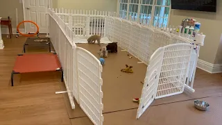 Puppy Playpen Setup for a New Puppy