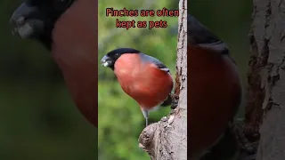 European Bullfinch #shorts