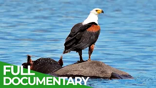 African Fish Eagle: Defying the Danger in Naivasha | Giving Nature A Voice | Free Documentary Nature