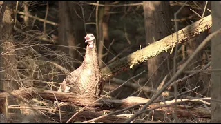 Wild Turkey Kee Kee Run Call (Epic Footage)