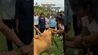 VFA trainee giving injection/vaccination to animal in World veterinary day .:2023