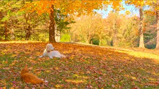 Relaxing Autumn Piano & Guitar Playlist🍂Dog and Cat in a Ghibli Autumn Garden