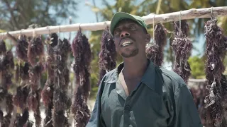 1 dollar for 1kg of sea moss - the truth of sea moss trade in Africa (zanzibar)