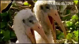 Пеликаны ржут)