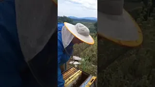 Μελισσοκομία - Τρύγος στην Ασφάκα 2024