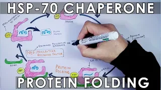 HSP-70 / HSP-40  Chaperone  Protein Folding