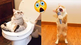 FUNNY CATS TRY NOT TO LAUGH 😂 FUNNY PETS / CUTE ANIMALS 2022 😂