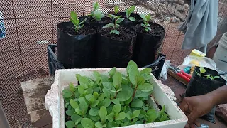 Como germinar plantas de guayaba