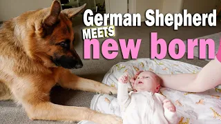 German Shepherd meets baby