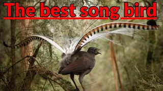 🦜 Lyrebird The Best Songbird Ever! 🦜 Amazing bird sounds from the Lyrebird 🦜