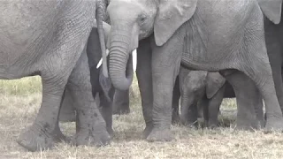 Wildlife scenes from the Maasai  Mara, Kenya 2018