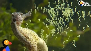 Seahorse Dads Give Birth To Thousands Of Babies | The Dodo