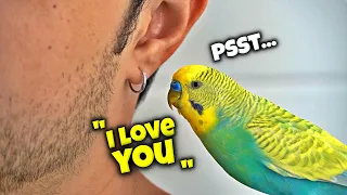 100 Ways Your Pet Bird Loves You