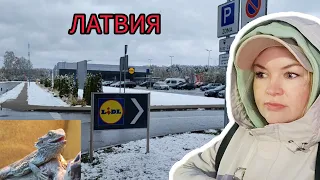 Замёрзла в Латвии Грелась в МАГАЗИНЕ Спасибо что пустили #рекомендации #латвия #lidl По магазинам