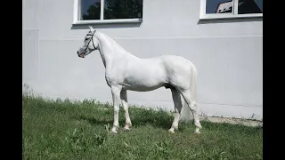 Ежегодный аукцион лошадей орловской рысистой породы в МКЗ №1