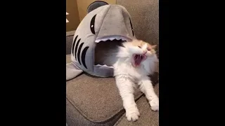 Funny cats -  Try not laugh - Compilation - 2018