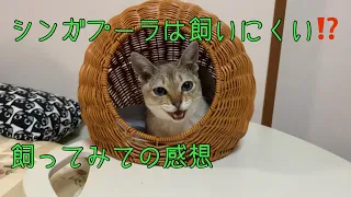 シンガプーラって飼いにくい⁉︎ 3ヶ月飼ってみた感想  keeping Singapura needs high maintenance⁉︎