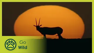 Arabia: Land of Illusion | Wildest Middle East 5/5 | Go Wild